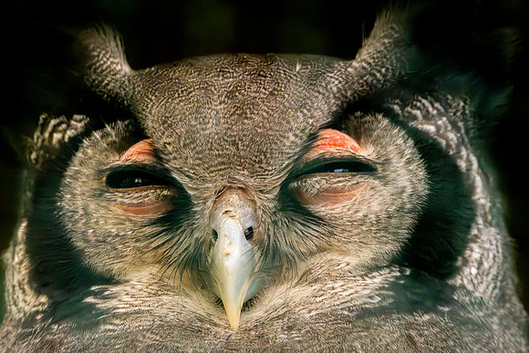 Verreaux's eagle owl