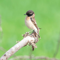 Siberian stonechat