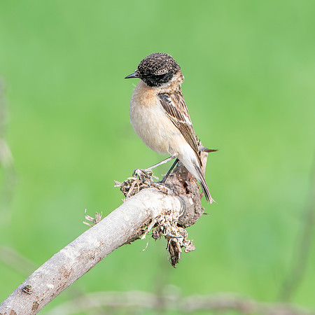 Siberian stonechat