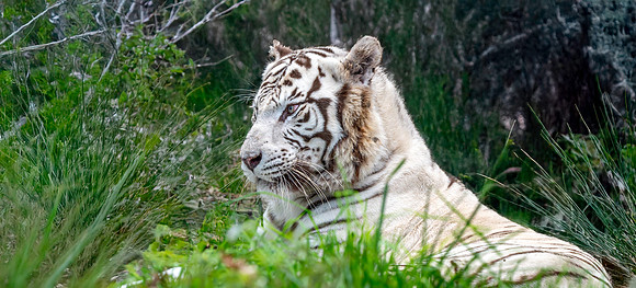 White tiger