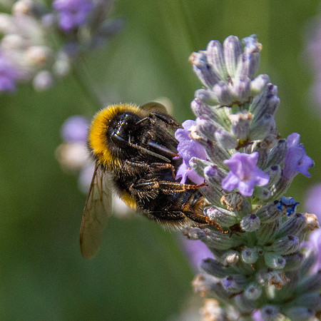 White tailed bee
