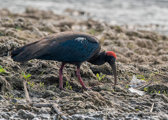 Red naped ibis