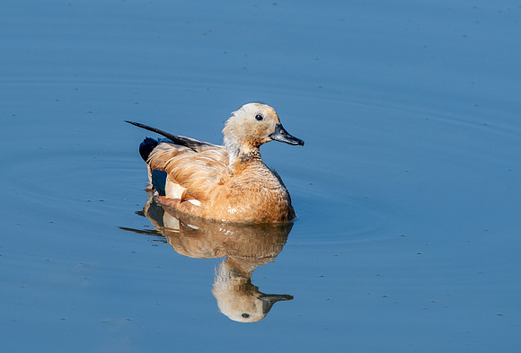 Ruddy shelduck / Brahminy duck