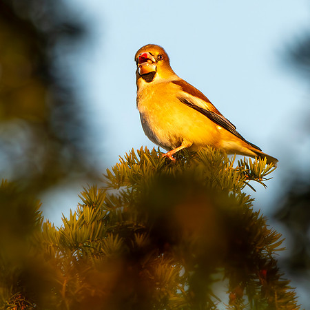 Hawfinch, female