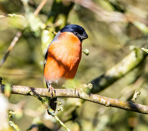 Bullfinch