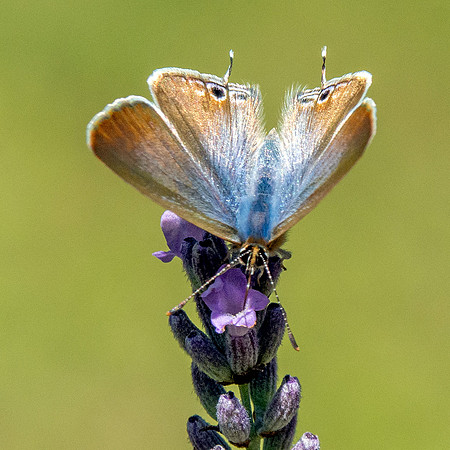 Long tailed blue, female