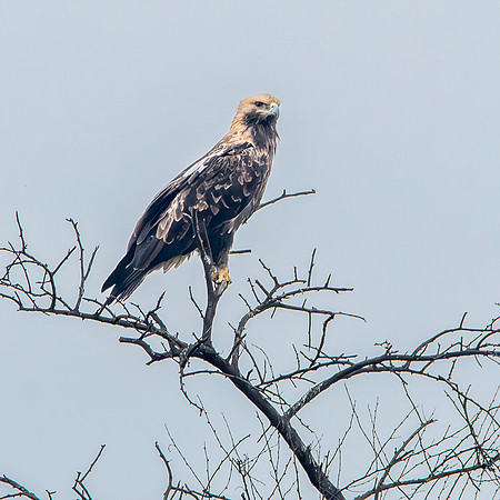 Booted eagle