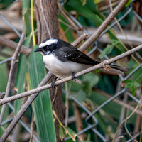 White browed fantail