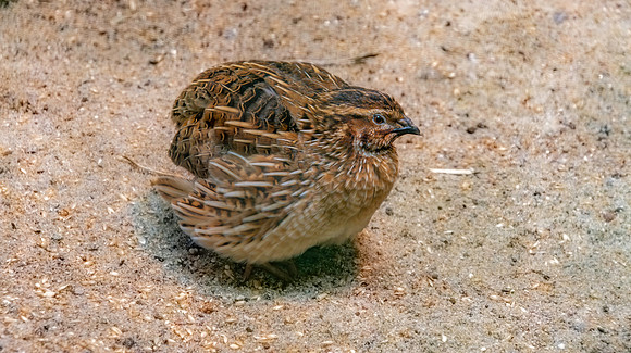 Common quail