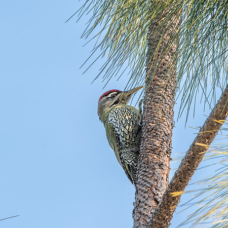 Scaly bellied woodpecker