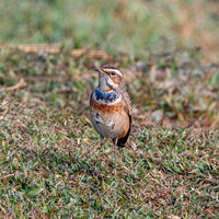 Bluethroat