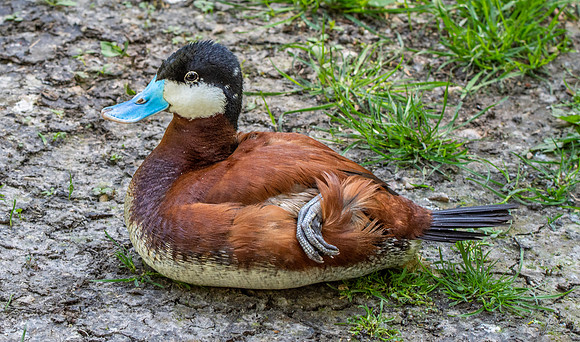 Ruddy duck, male