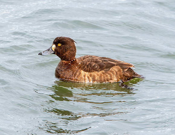 Tufted duck