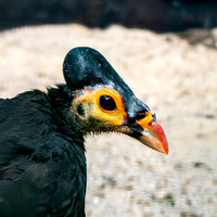 Maleo