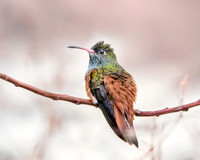 Amazilla hummingbird