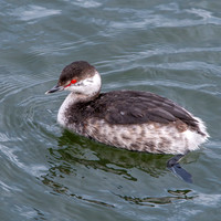 Slavonian grebe