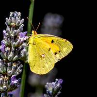 Dark clouded yellow