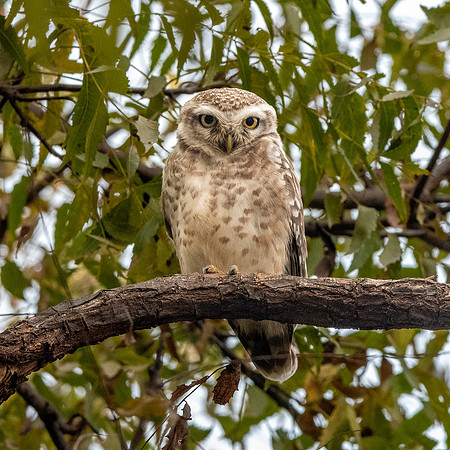Spotted owlet