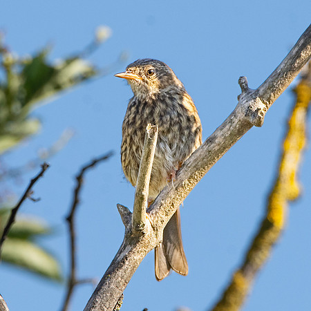 Dunnock / Hedge sparrow, juvenile