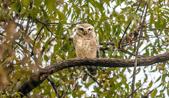 Spotted owlet