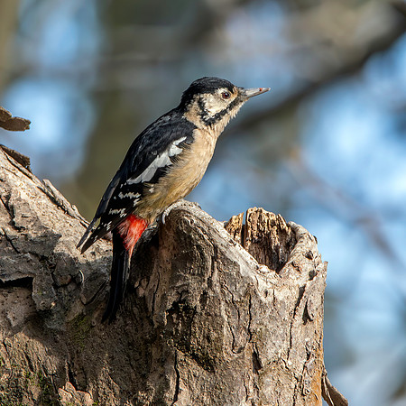 Himalayan woodpecker