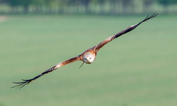 Red kite, flying