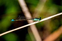 Blue-tailed damselfly