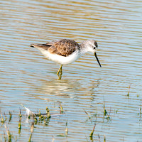 Marsh sandpiper