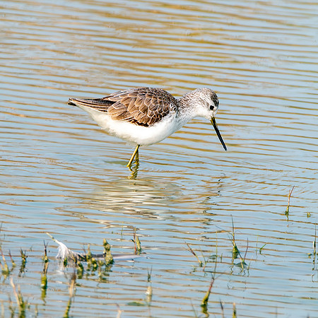 Marsh sandpiper