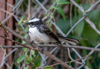 White browed fantail