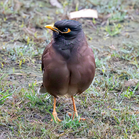 Common myna