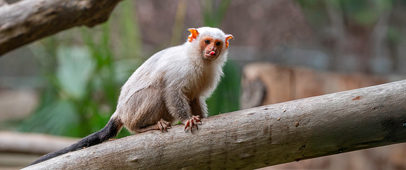 Silvery marmoset
