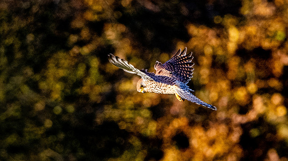 Common Eurasian kestrel