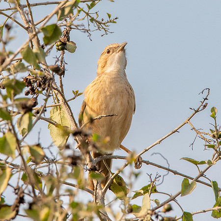 Common babbler