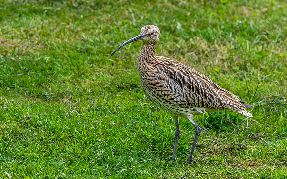 Curlew