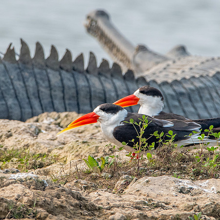 Indian skimmer