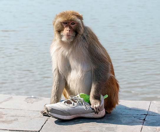 Macaque monkey