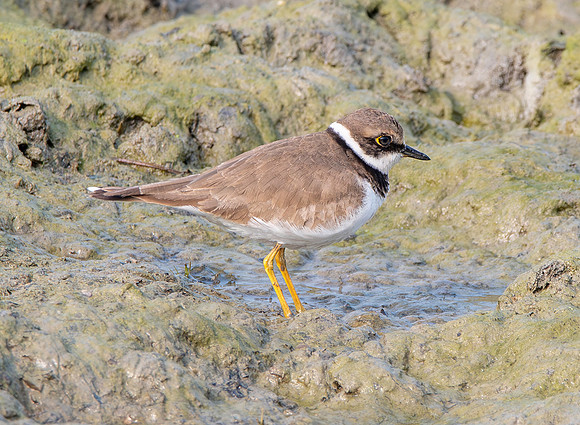 Little ringed plover