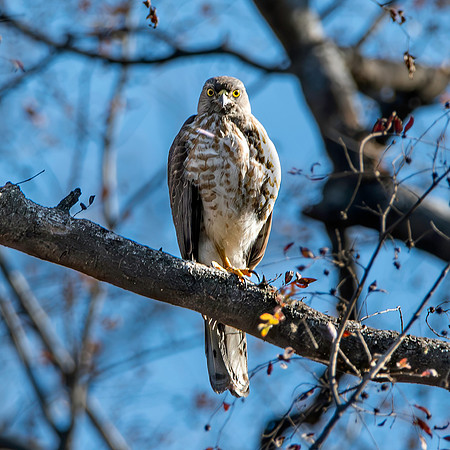 Shikra, female