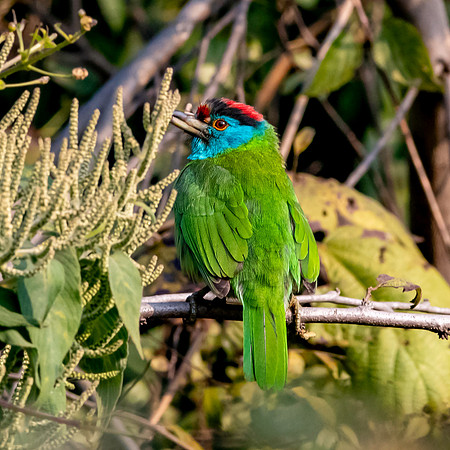 Blue throated barbet