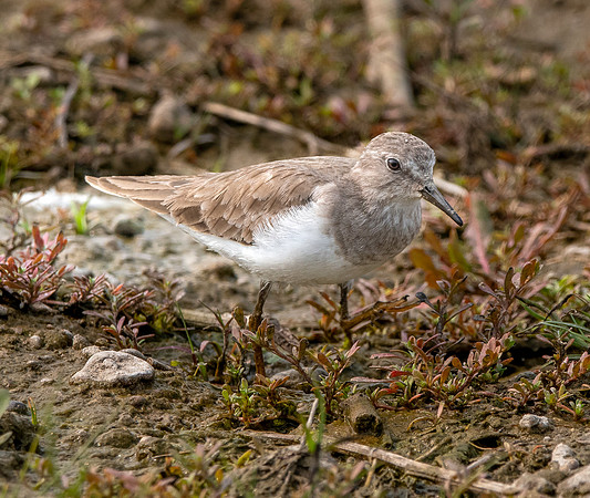 Temminck's stint