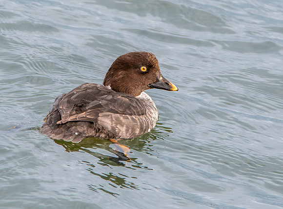 Goldeneye, female