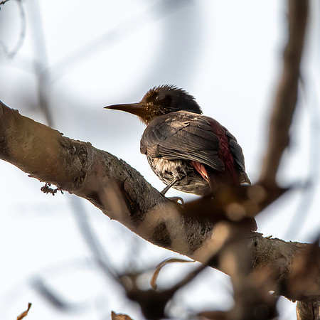 Maroon oriole