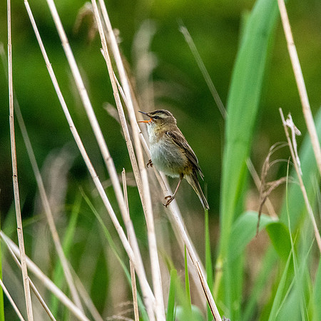 Sedge warbler