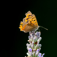 Small copper