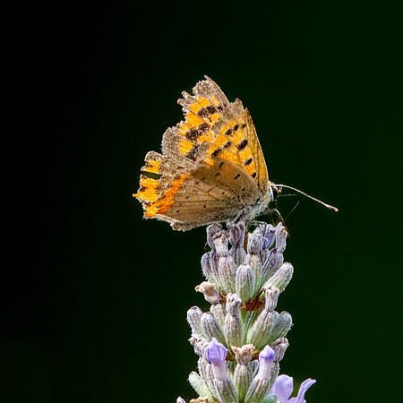 Small copper