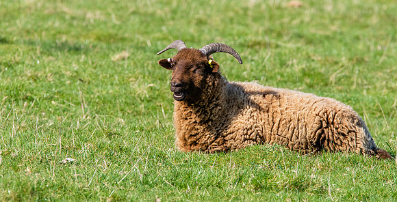 Norfolk horn sheep