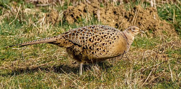 Common pheasant, female