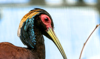 Madagascar crested ibis