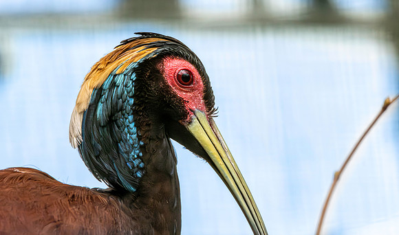 Madagascar crested ibis